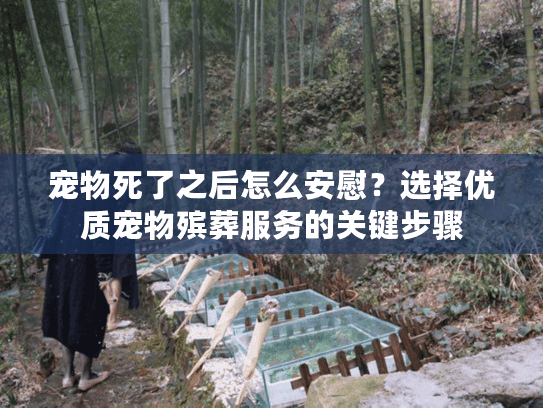 宠物死了之后怎么安慰？选择优质宠物殡葬服务的关键步骤