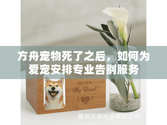方舟宠物死了之后，如何为爱宠安排专业告别服务