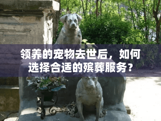 领养的宠物去世后，如何选择合适的殡葬服务？