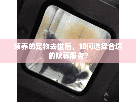 领养的宠物去世后，如何选择合适的殡葬服务？