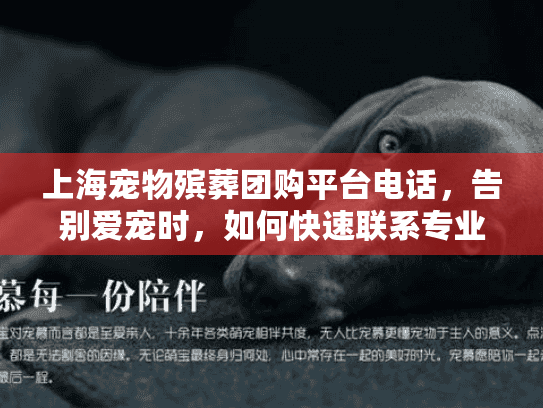 上海宠物殡葬团购平台电话，告别爱宠时，如何快速联系专业服务？