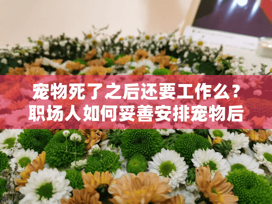 宠物死了之后还要工作么?职场人如何妥善安排宠物后事与工作 宠物死了之后还要工作么?职场人如何妥善安排宠物后事与工作