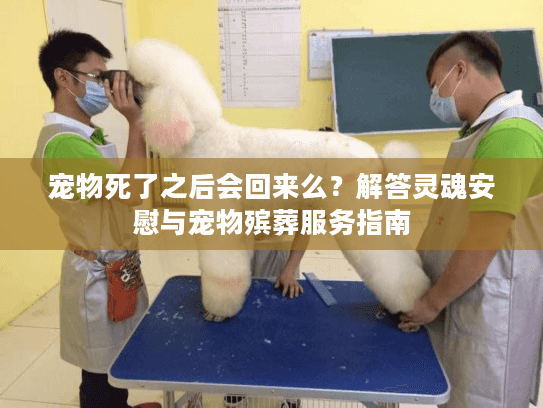 宠物死了之后会回来么？解答灵魂安慰与宠物殡葬服务指南