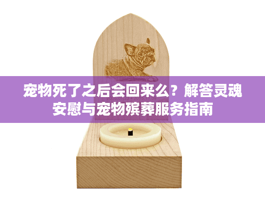 宠物死了之后会回来么？解答灵魂安慰与宠物殡葬服务指南