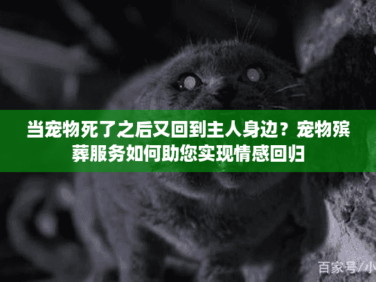 当宠物死了之后又回到主人身边？宠物殡葬服务如何助您实现情感回归