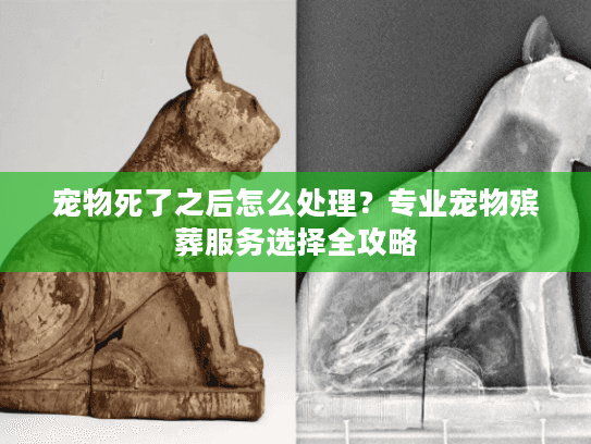 宠物死了之后怎么处理？专业宠物殡葬服务选择全攻略