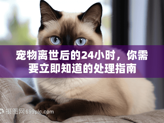 宠物离世后的24小时，你需要立即知道的处理指南