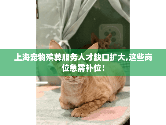 上海宠物殡葬服务人才缺口扩大,这些岗位急需补位！