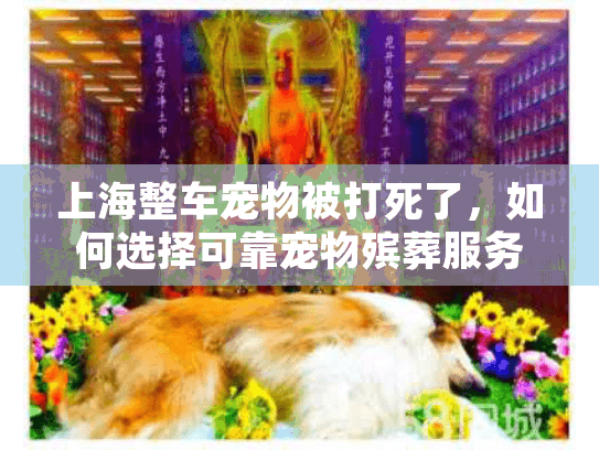 上海整车宠物被打死了，如何选择可靠宠物殡葬服务？