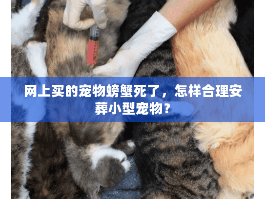 网上买的宠物螃蟹死了，怎样合理安葬小型宠物？