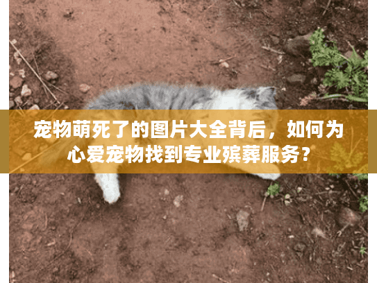 宠物萌死了的图片大全背后，如何为心爱宠物找到专业殡葬服务？