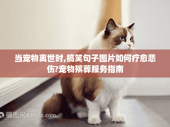 当宠物离世时,搞笑句子图片如何疗愈悲伤?宠物殡葬服务指南