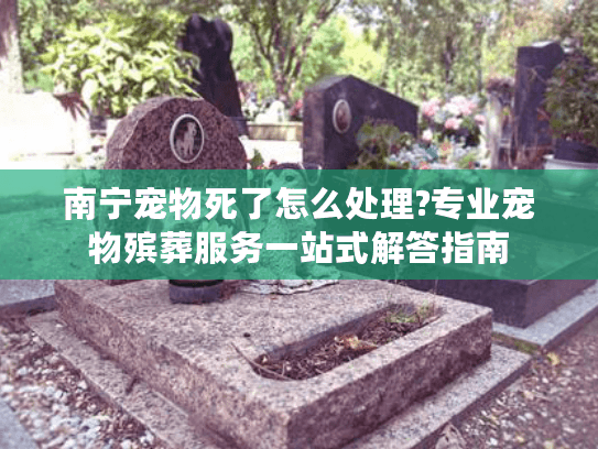 南宁宠物死了怎么处理?专业宠物殡葬服务一站式解答指南