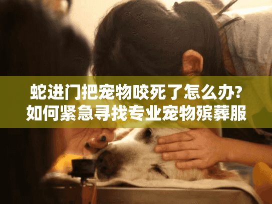 蛇进门把宠物咬死了怎么办?如何紧急寻找专业宠物殡葬服务