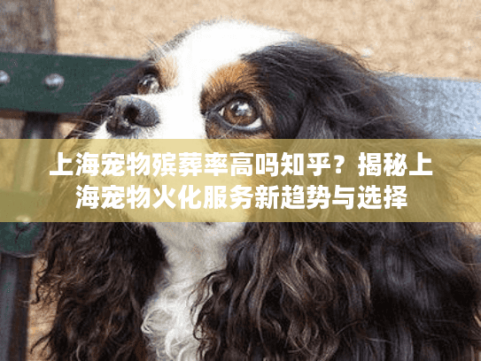 上海宠物殡葬率高吗知乎？揭秘上海宠物火化服务新趋势与选择