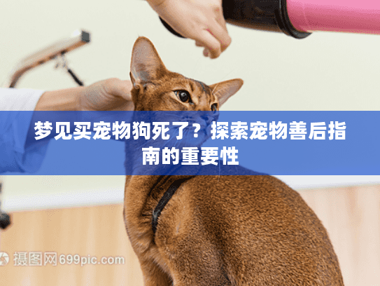 梦见买宠物狗死了？探索宠物善后指南的重要性