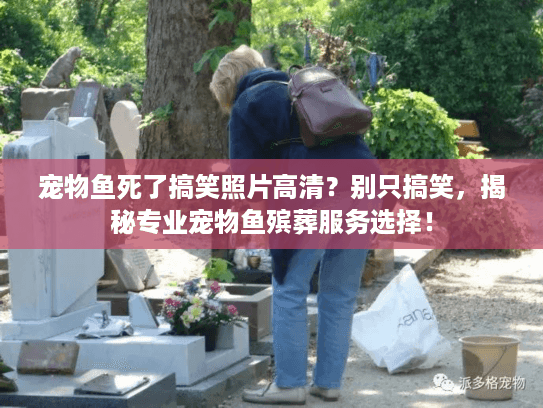 宠物鱼死了搞笑照片高清？别只搞笑，揭秘专业宠物鱼殡葬服务选择！