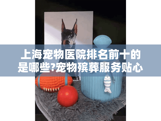 上海宠物医院排名前十的是哪些?宠物殡葬服务贴心指南