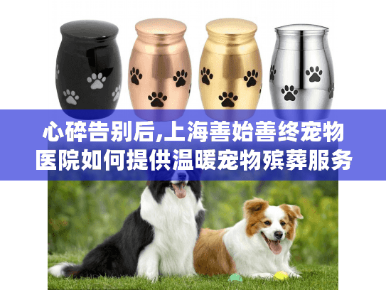 心碎告别后,上海善始善终宠物医院如何提供温暖宠物殡葬服务?