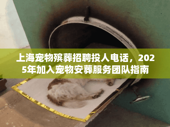 上海宠物殡葬招聘投人电话，2025年加入宠物安葬服务团队指南