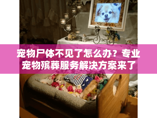 宠物尸体不见了怎么办？专业宠物殡葬服务解决方案来了