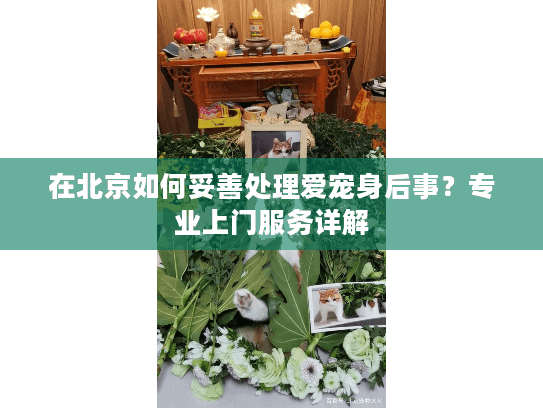 在北京如何妥善处理爱宠身后事？专业上门服务详解