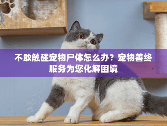 不敢触碰宠物尸体怎么办？宠物善终服务为您化解困境