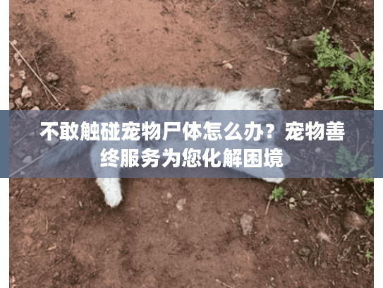 不敢触碰宠物尸体怎么办？宠物善终服务为您化解困境