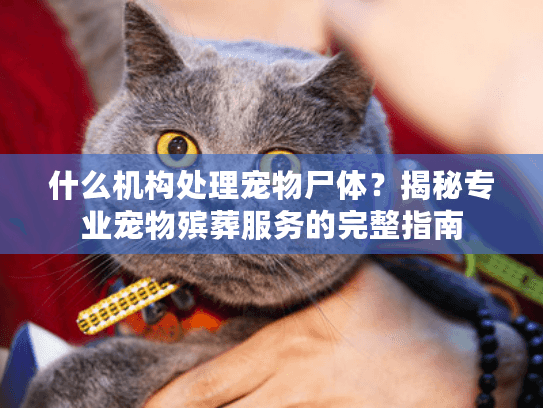 什么机构处理宠物尸体？揭秘专业宠物殡葬服务的完整指南