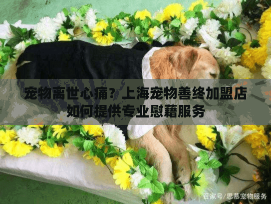 宠物离世心痛？上海宠物善终加盟店如何提供专业慰藉服务