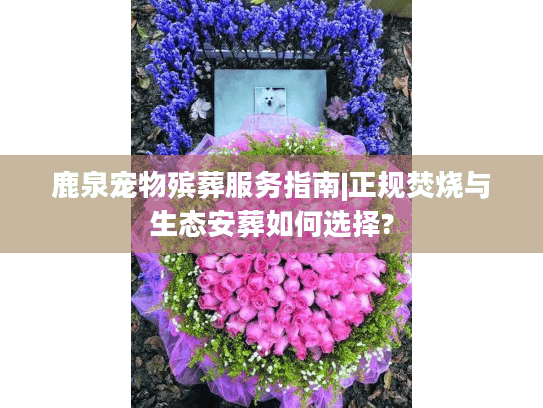 鹿泉宠物殡葬服务指南|正规焚烧与生态安葬如何选择?