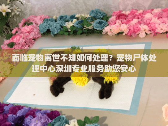 面临宠物离世不知如何处理？宠物尸体处理中心深圳专业服务助您安心