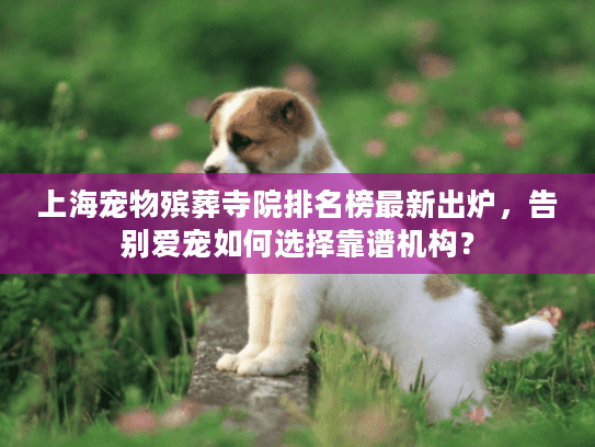 上海宠物殡葬寺院排名榜最新出炉，告别爱宠如何选择靠谱机构？