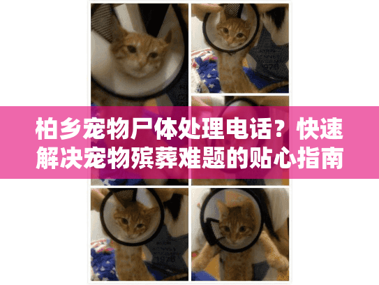 柏乡宠物尸体处理电话？快速解决宠物殡葬难题的贴心指南