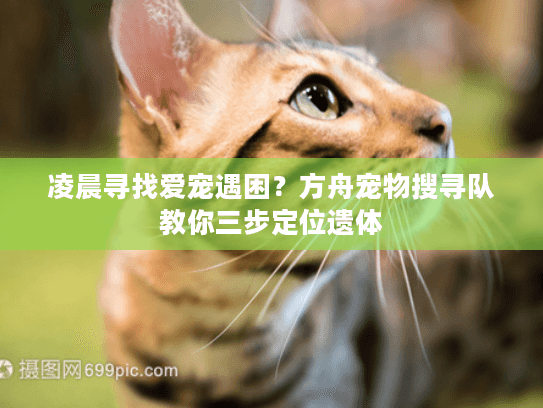 凌晨寻找爱宠遇困？方舟宠物搜寻队教你三步定位遗体