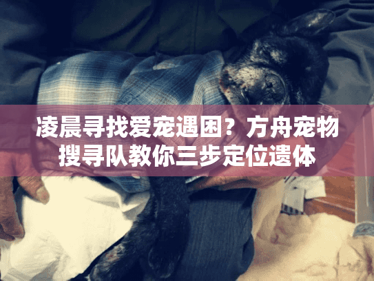 凌晨寻找爱宠遇困？方舟宠物搜寻队教你三步定位遗体