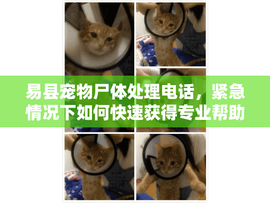 易县宠物尸体处理电话，紧急情况下如何快速获得专业帮助？