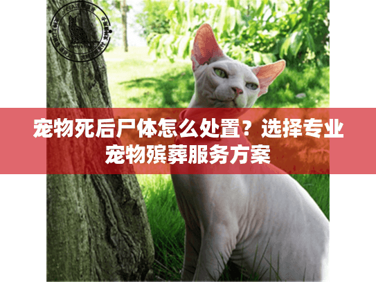 宠物死后尸体怎么处置？选择专业宠物殡葬服务方案