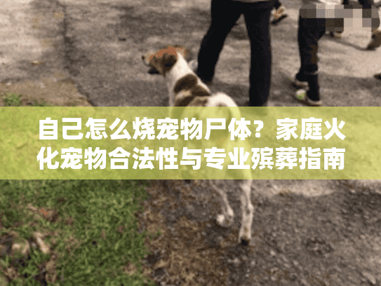 自己怎么烧宠物尸体？家庭火化宠物合法性与专业殡葬指南