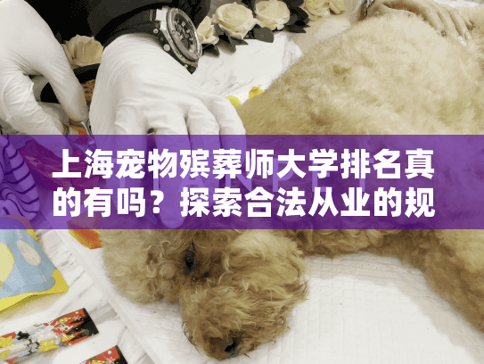 上海宠物殡葬师大学排名真的有吗？探索合法从业的规范路径