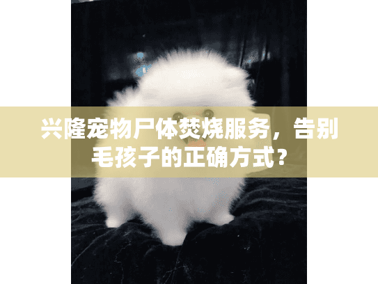 兴隆宠物尸体焚烧服务，告别毛孩子的正确方式？