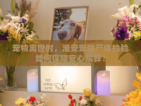 宠物离世时，淮安宠物尸体检验如何保障安心殡葬？