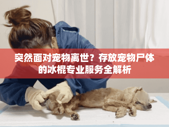 突然面对宠物离世？存放宠物尸体的冰棍专业服务全解析