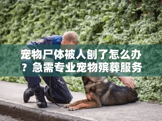 宠物尸体被人刨了怎么办？急需专业宠物殡葬服务指南