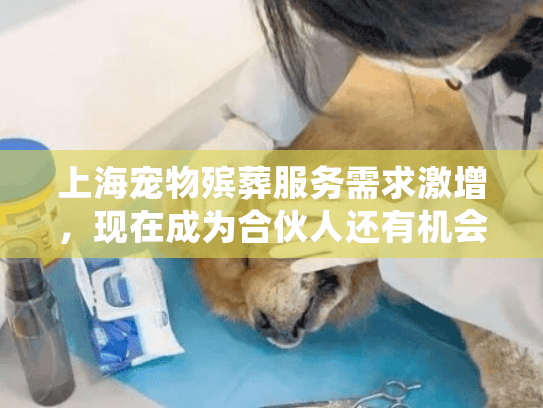 上海宠物殡葬服务需求激增，现在成为合伙人还有机会吗？