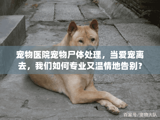 宠物医院宠物尸体处理，当爱宠离去，我们如何专业又温情地告别？
