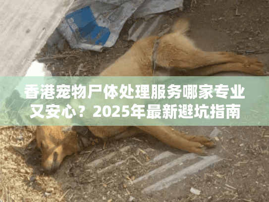 香港宠物尸体处理服务哪家专业又安心？2025年最新避坑指南！
