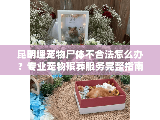昆明埋宠物尸体不合法怎么办？专业宠物殡葬服务完整指南