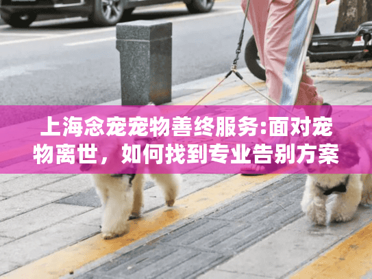 上海念宠宠物善终服务:面对宠物离世，如何找到专业告别方案?