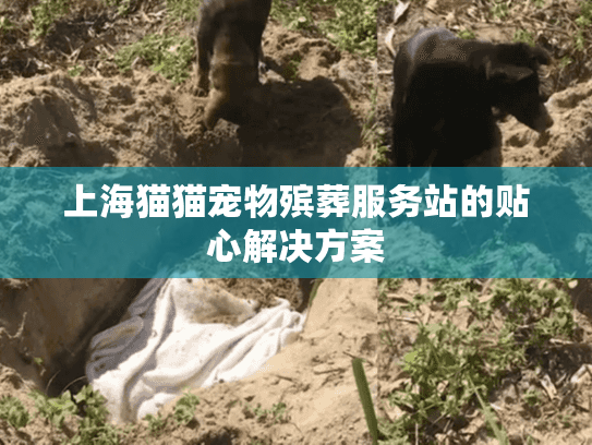 上海猫猫宠物殡葬服务站的贴心解决方案